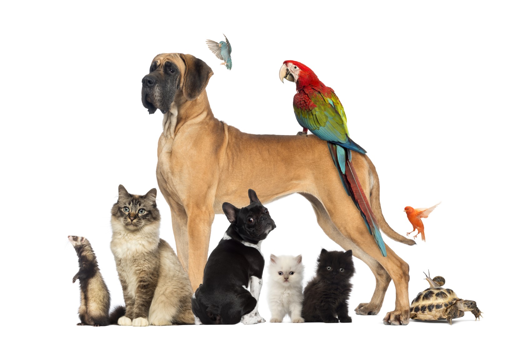 Een groep verschillende huisdieren, waaronder een kat, hond en vogels